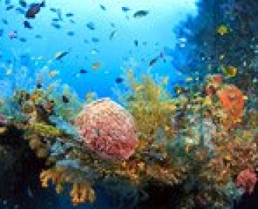 Obrazy Rafa koralowa